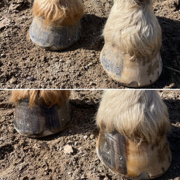 Moore’s Hoof Conditioner - Image 3