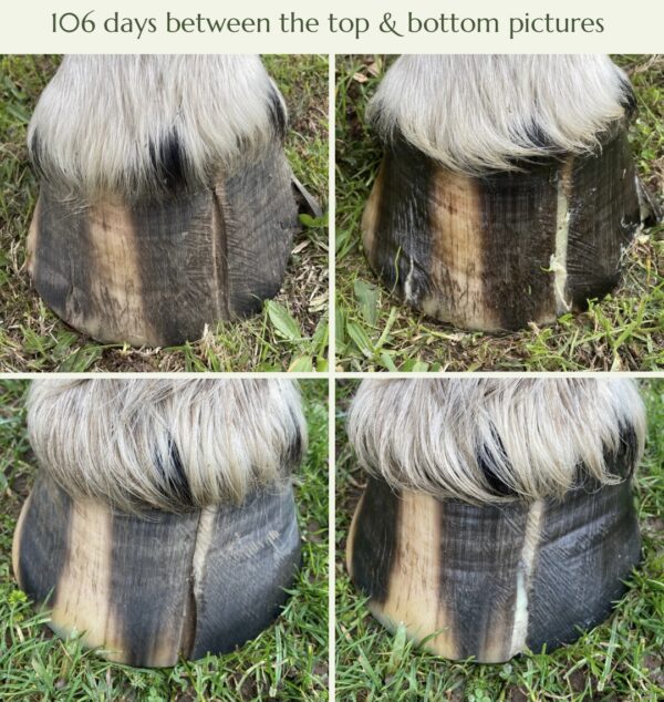 Moore’s Hoof Conditioner - Image 2